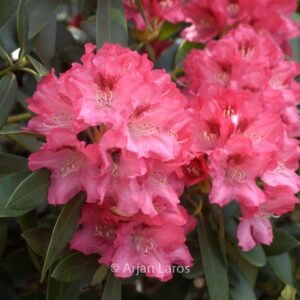 Rhododendron 'Sneezy'