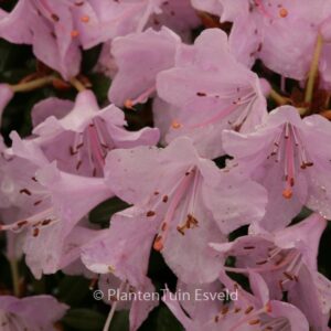 Rhododendron 'Snipe'