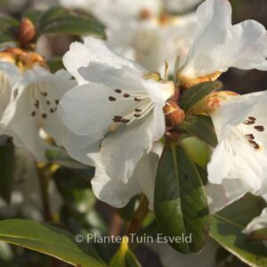 Rhododendron 'Snow Lady'