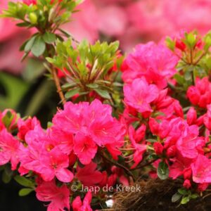 Rhododendron 'Sophie Scholl' (Azalea)