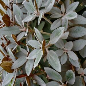 Rhododendron 'Special Dane'