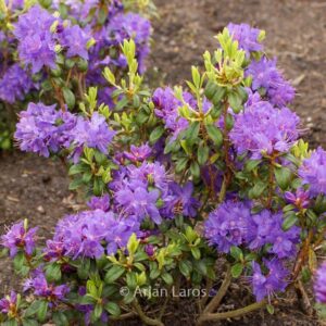 Rhododendron 'St. Minver'