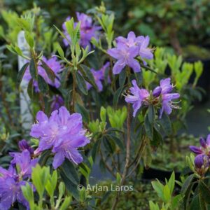Rhododendron 'St. Tudy'
