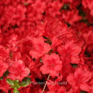 Rhododendron 'Stewartstownian' (Azalea)
