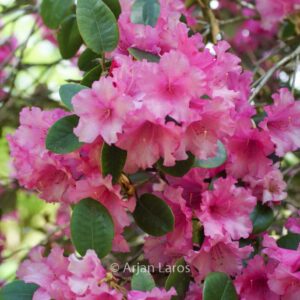 Rhododendron 'Stockholm'
