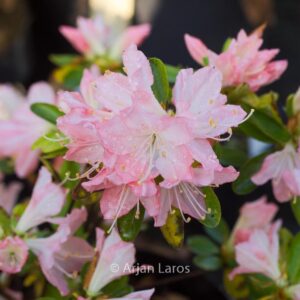 Rhododendron 'Sui yoha' (Azalea)