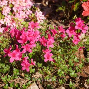 Rhododendron 'Takachiho' (Azalea)
