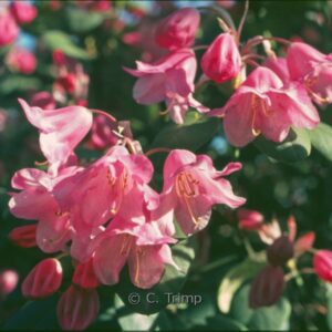 Rhododendron 'Temple Belle'