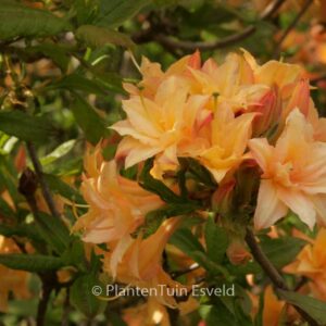 Rhododendron 'Teniers' (Azalea)
