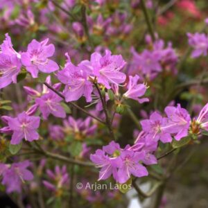 Rhododendron 'Tit Willow' (Azalea)