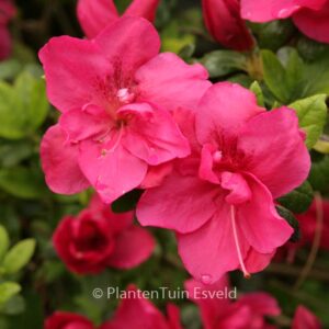 Rhododendron 'Tornella' (Azalea)