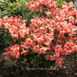 Rhododendron 'Tortoiseshell Orange'