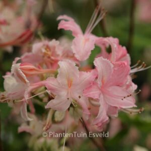 Rhododendron 'Tower Daring' (Azalea)