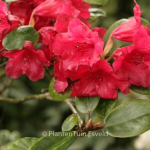 Rhododendron 'Tromba'