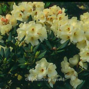 Rhododendron 'Trompenburg'