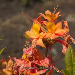 Rhododendron 'Van Houtte Flore Pleno' (Azalea