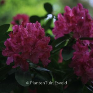 Rhododendron 'Van Weerden Poelman'