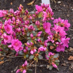 Rhododendron 'Velvet Gown' (Azalea)