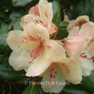 Rhododendron 'Viscy'