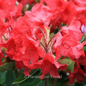 Rhododendron 'Vulcan'