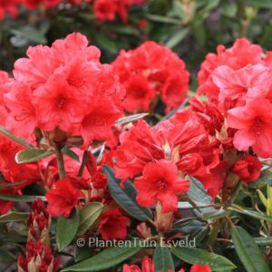 Rhododendron 'Vulcan's Flame'