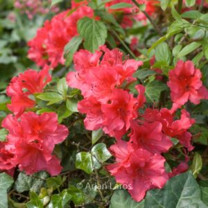 Rhododendron 'Vuyks Scarlet' (Azalea)