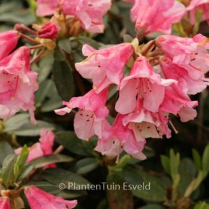 Rhododendron 'Wee Bee'