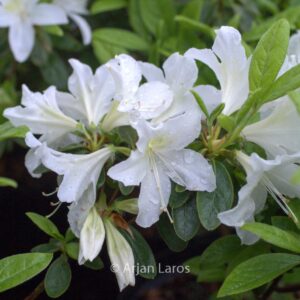 Rhododendron 'White Lady' (Azalea)