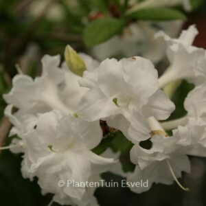 Rhododendron 'Whitethroat' (Azalea)