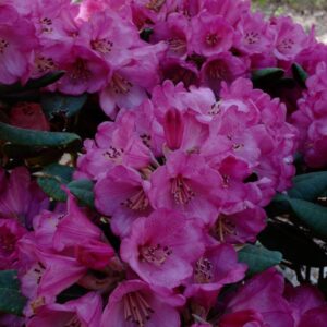 Rhododendron 'Wine and Roses'