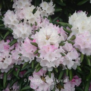 Rhododendron 'Yaku Angel'