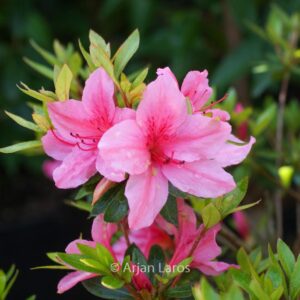 Rhododendron 'Yuka' (Azalea)