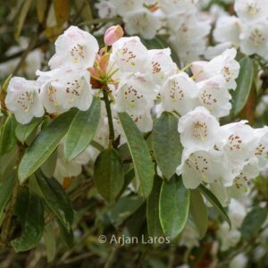 Rhododendron argyrophyllum hypoglaucum