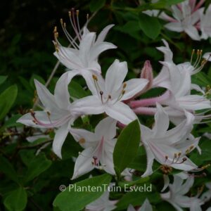 Rhododendron atlanticum
