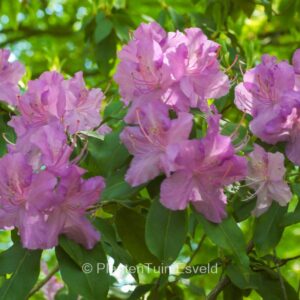 Rhododendron augustinii 'Chasmanthum'