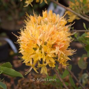 Rhododendron austrinum