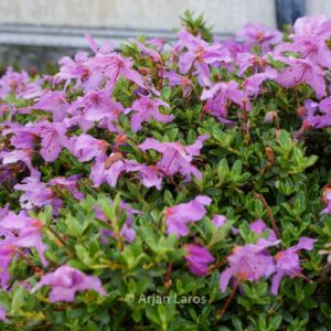 Rhododendron calostrotum keleticum radicans