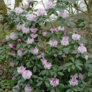 Rhododendron campanulatum