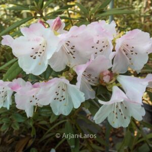 Rhododendron ciliatum