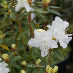 Rhododendron flavidum 'Albiflorum'