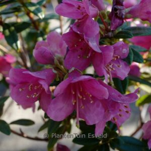 Rhododendron glaucophyllum 'Peter Chappell'