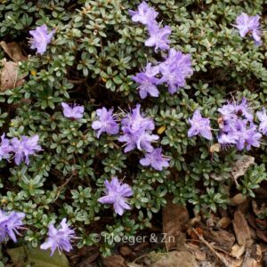 Rhododendron impeditum