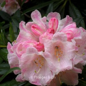 Rhododendron insigne