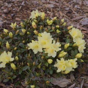 Rhododendron keiskei 'Patty Bee'