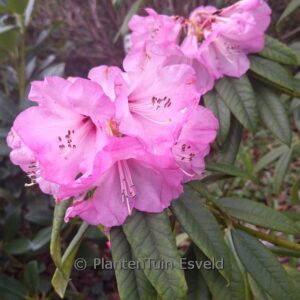 Rhododendron lukiangense
