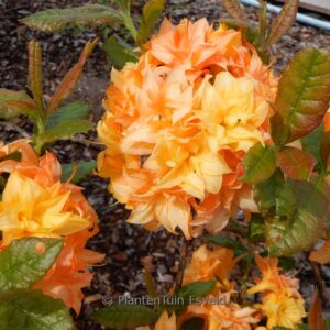 Rhododendron luteum 'Sun Star' (Azalea)