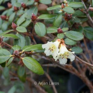 Rhododendron megeratum