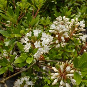 Rhododendron micranthum