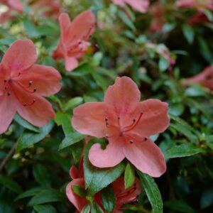 Rhododendron nakaharae 'Alexander'