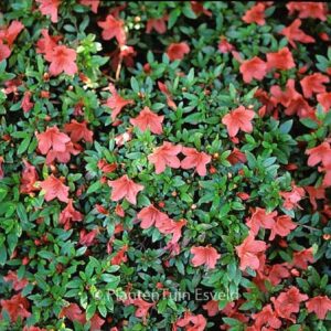 Rhododendron nakaharae 'Deep Orange'